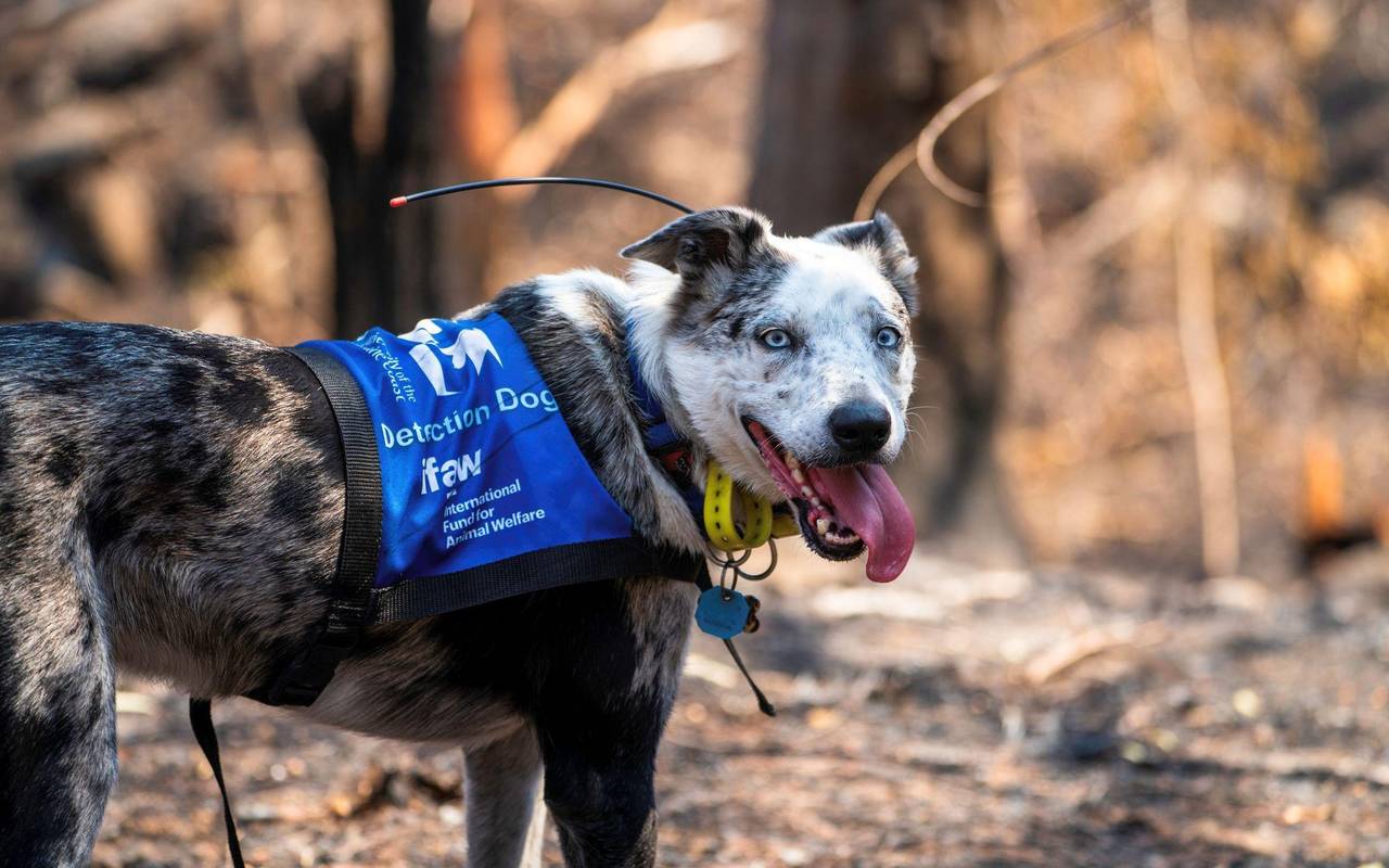 Koala-Spürhund Bear