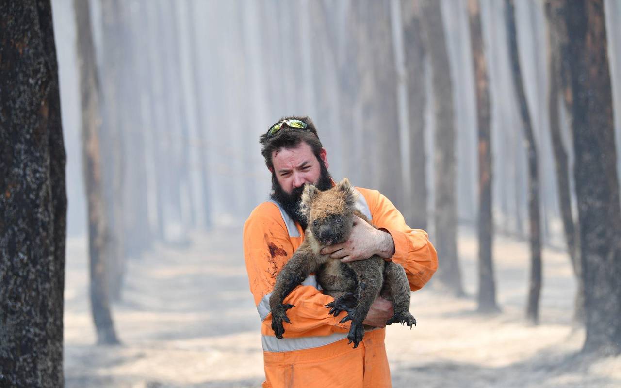 Verletzte Koalas bei Buschbränden