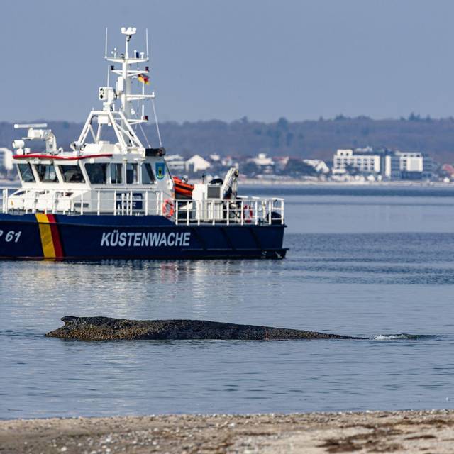 Wal an der Ostseeküste gestrandet – Rettung läuft