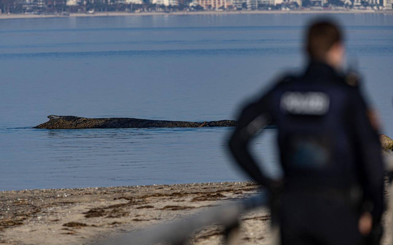 Wal an der Ostseeküste gestrandet – Rettung läuft