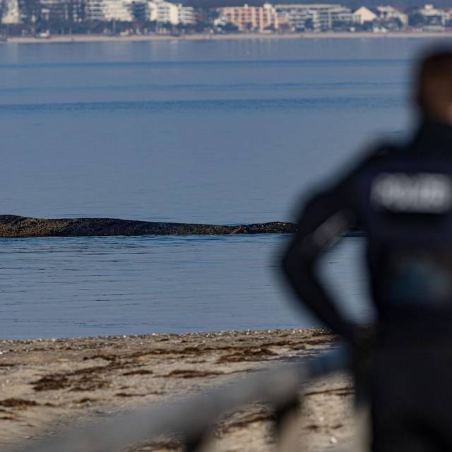Wal an der Ostseeküste gestrandet – Rettung läuft