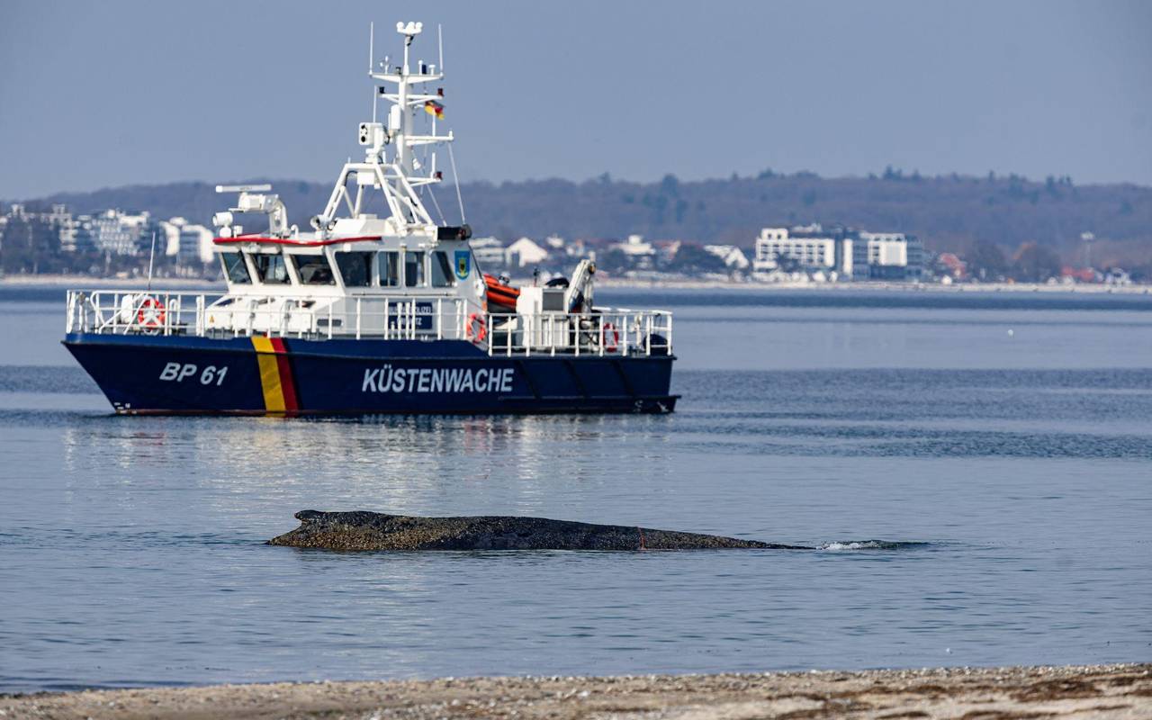 Wal an der Ostseeküste gestrandet – Rettung läuft