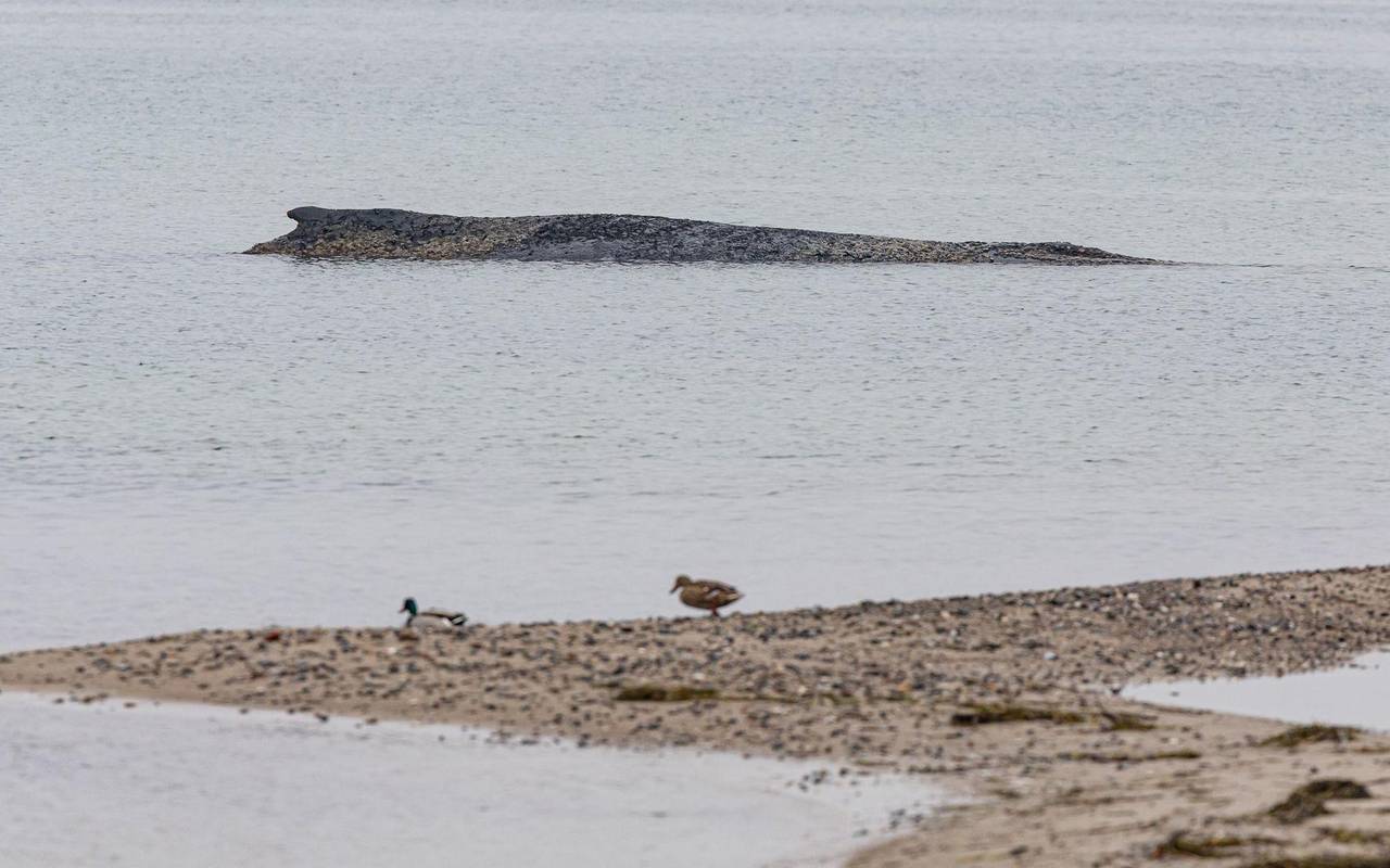 Wal an der Ostseeküste gestrandet – Rettung läuft
