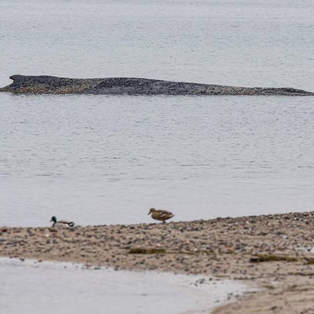 Wal an der Ostseeküste gestrandet – Rettung läuft