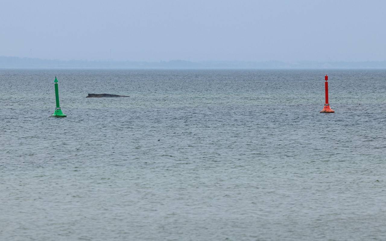 Wal an der Ostseeküste gestrandet