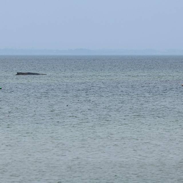 Wal an der Ostseeküste gestrandet