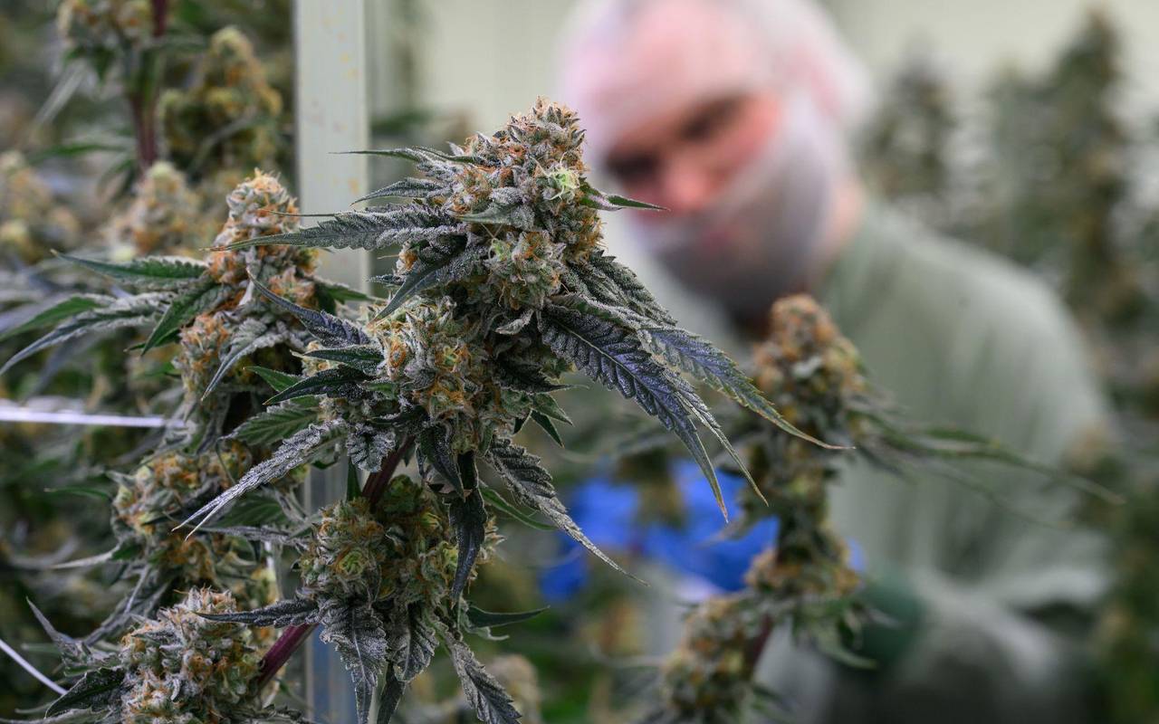 Produktion von medizinischem Cannabis