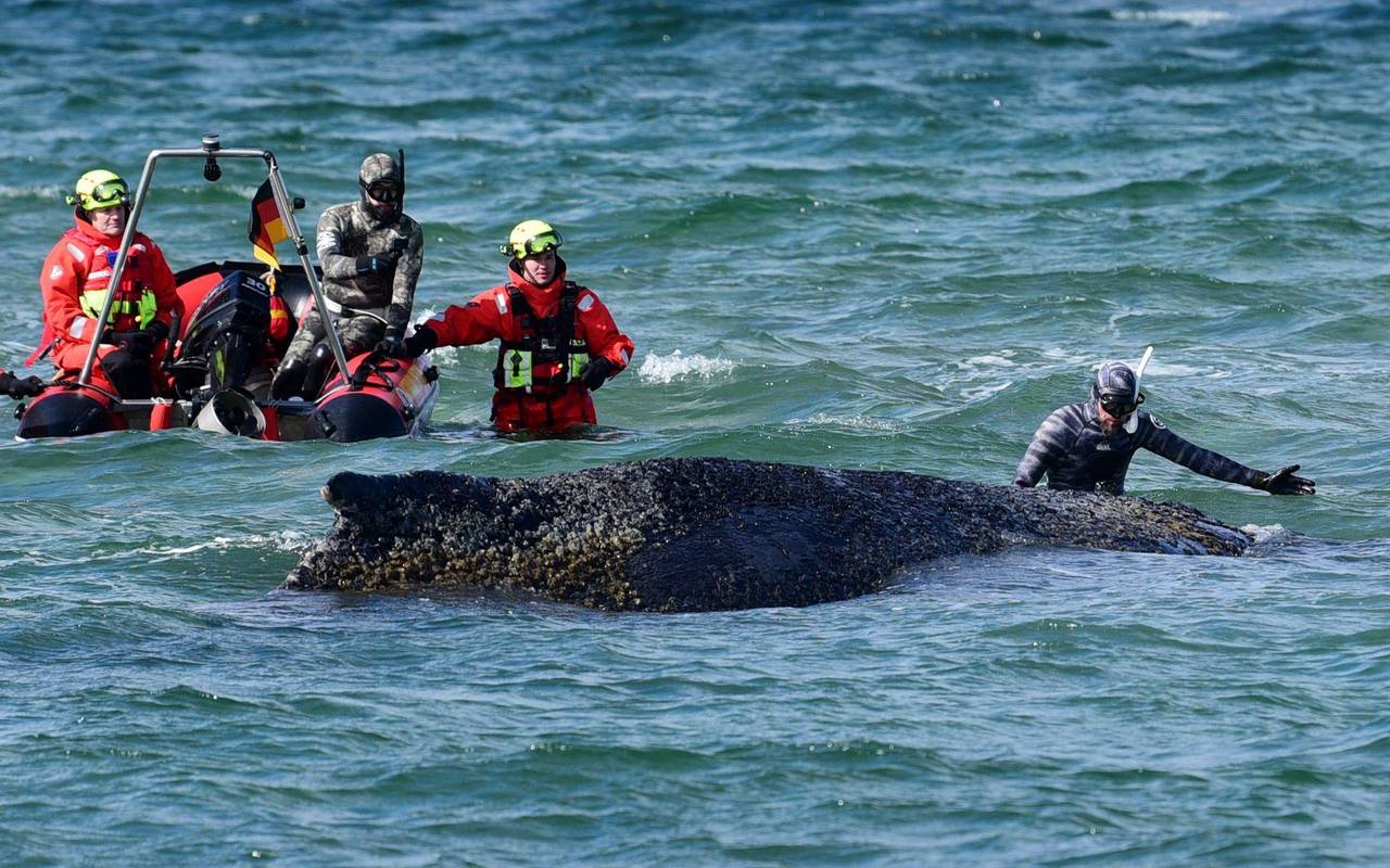 Wal an der Ostseeküste gestrandet