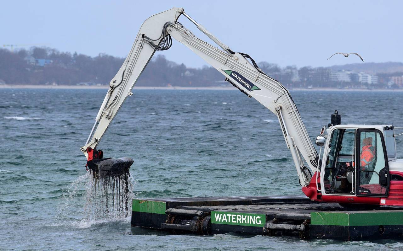 Wal an der Ostseeküste gestrandet