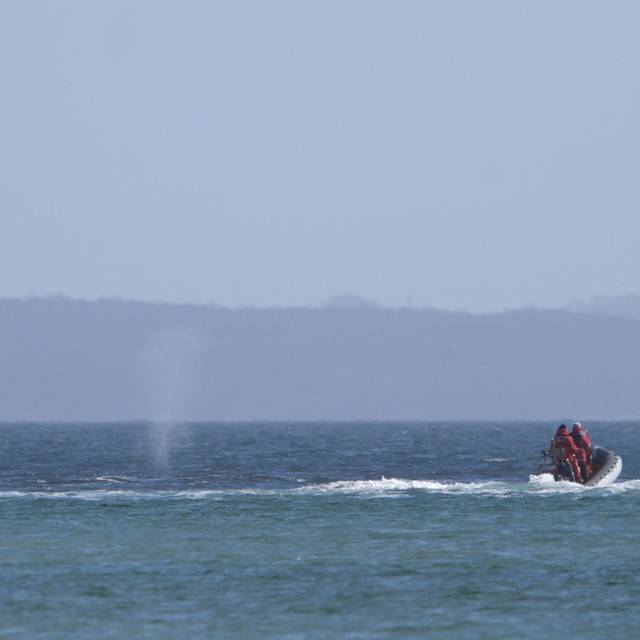 Wal an der Ostseeküste wieder frei