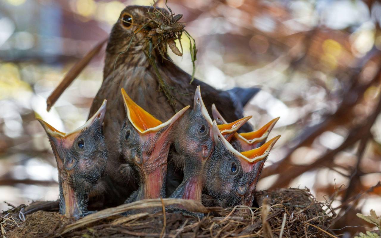 «Auf jeden Fall gehört das Wort Unkraut gestrichen»