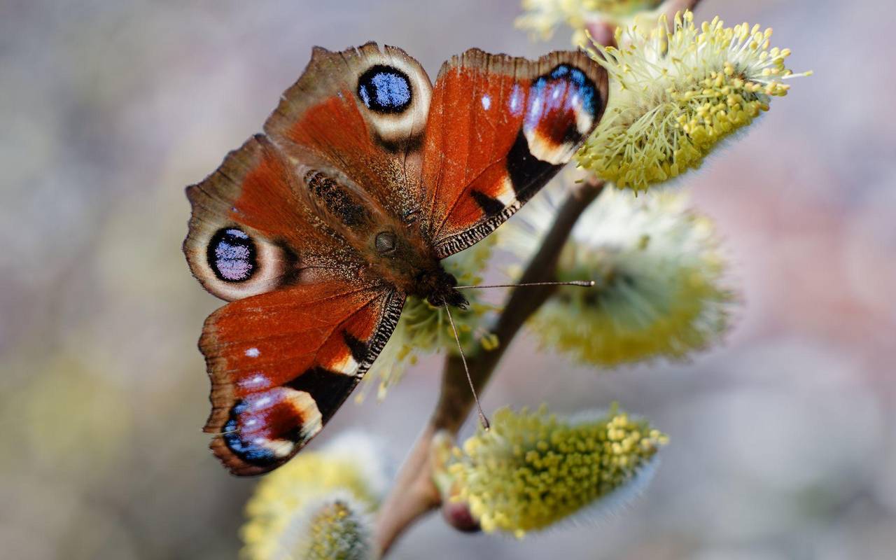 «Auf jeden Fall gehört das Wort Unkraut gestrichen»