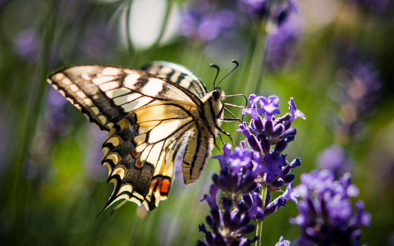 «Auf jeden Fall gehört das Wort Unkraut gestrichen»