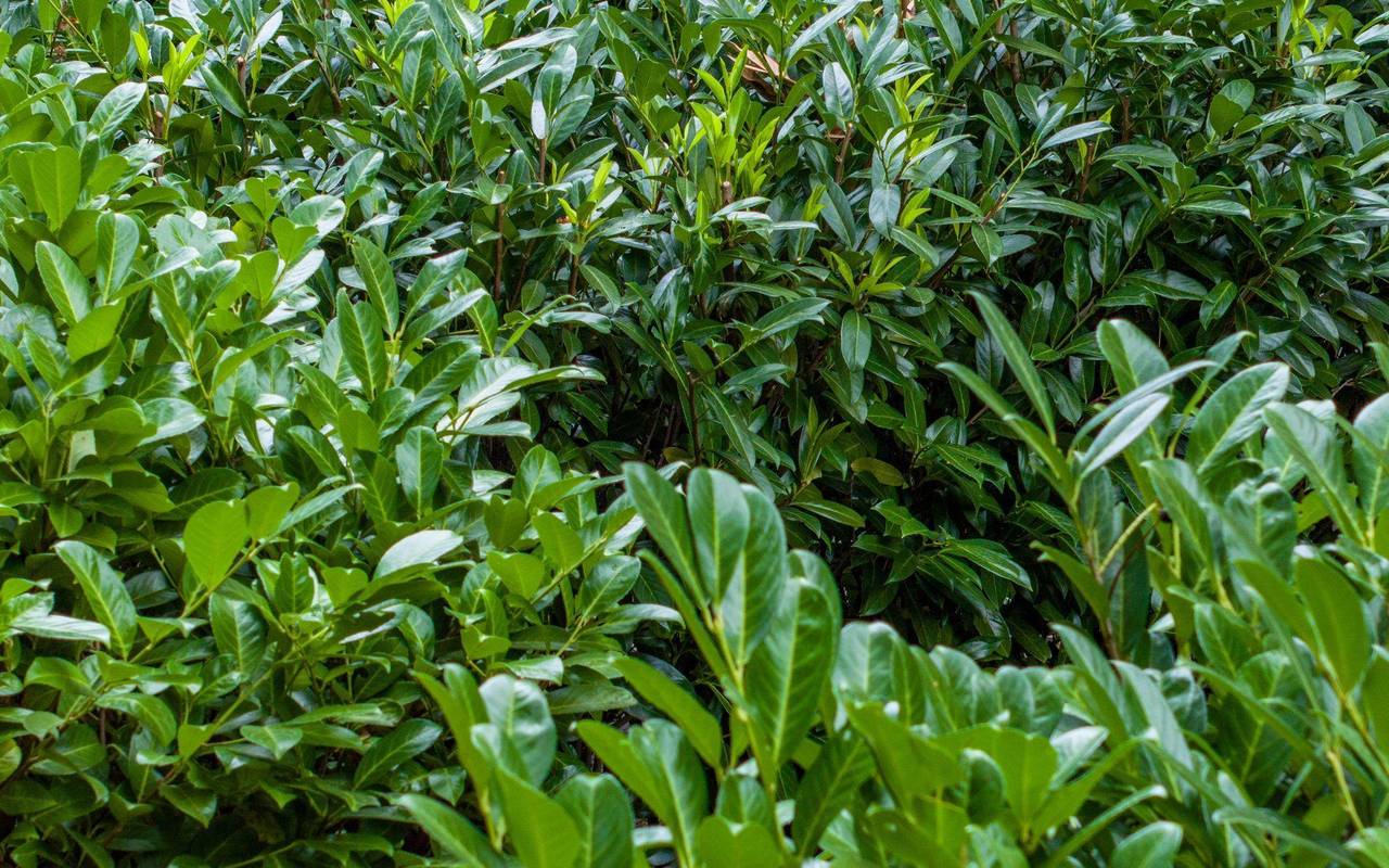 «Auf jeden Fall gehört das Wort Unkraut gestrichen»