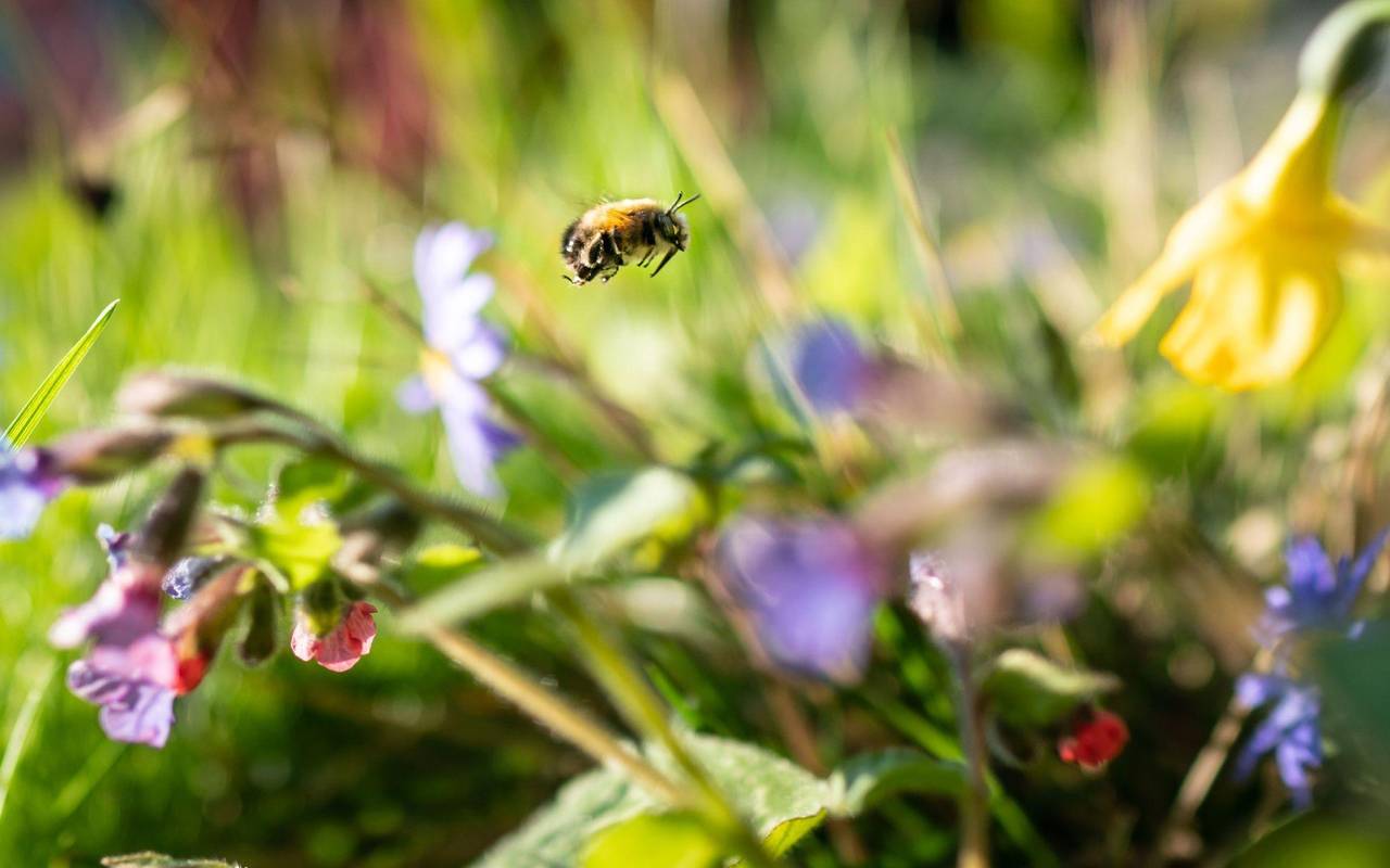 «Auf jeden Fall gehört das Wort Unkraut gestrichen»