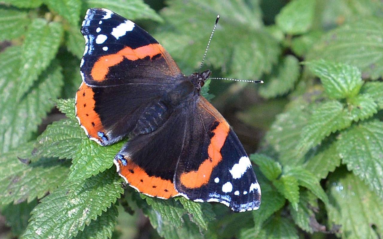 «Auf jeden Fall gehört das Wort Unkraut gestrichen»