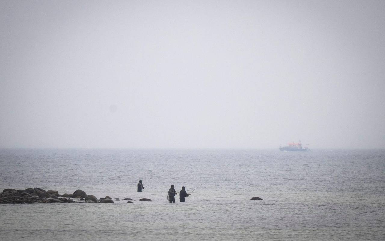 Wal an der Ostseeküste - Fortsetzung der Suche