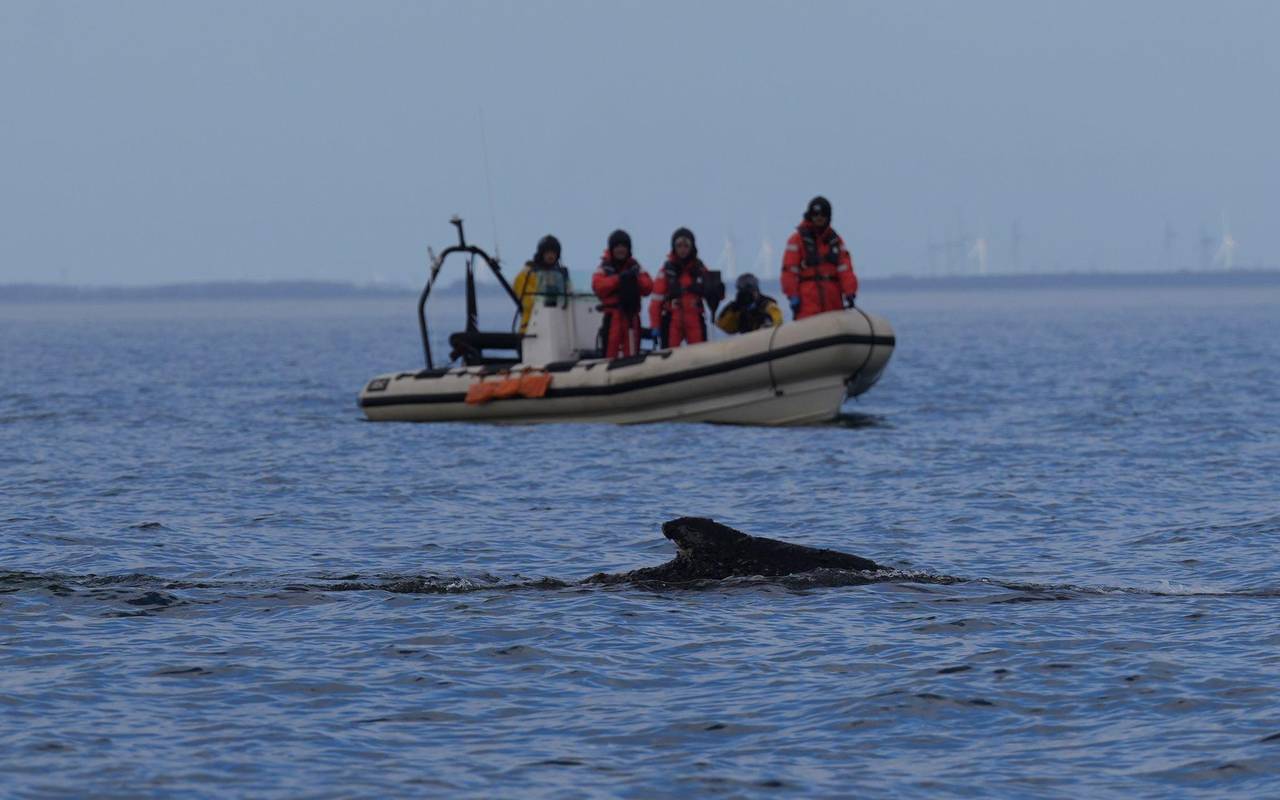 Wal an der Ostseeküste wieder frei