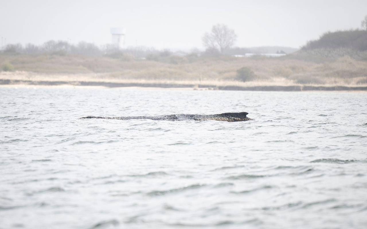 Rettungsaktion für Buckelwal in Wismarer Bucht