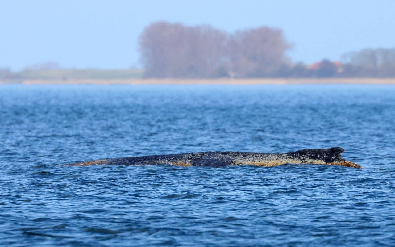 Buckelwal liegt weiter in Wismarbucht