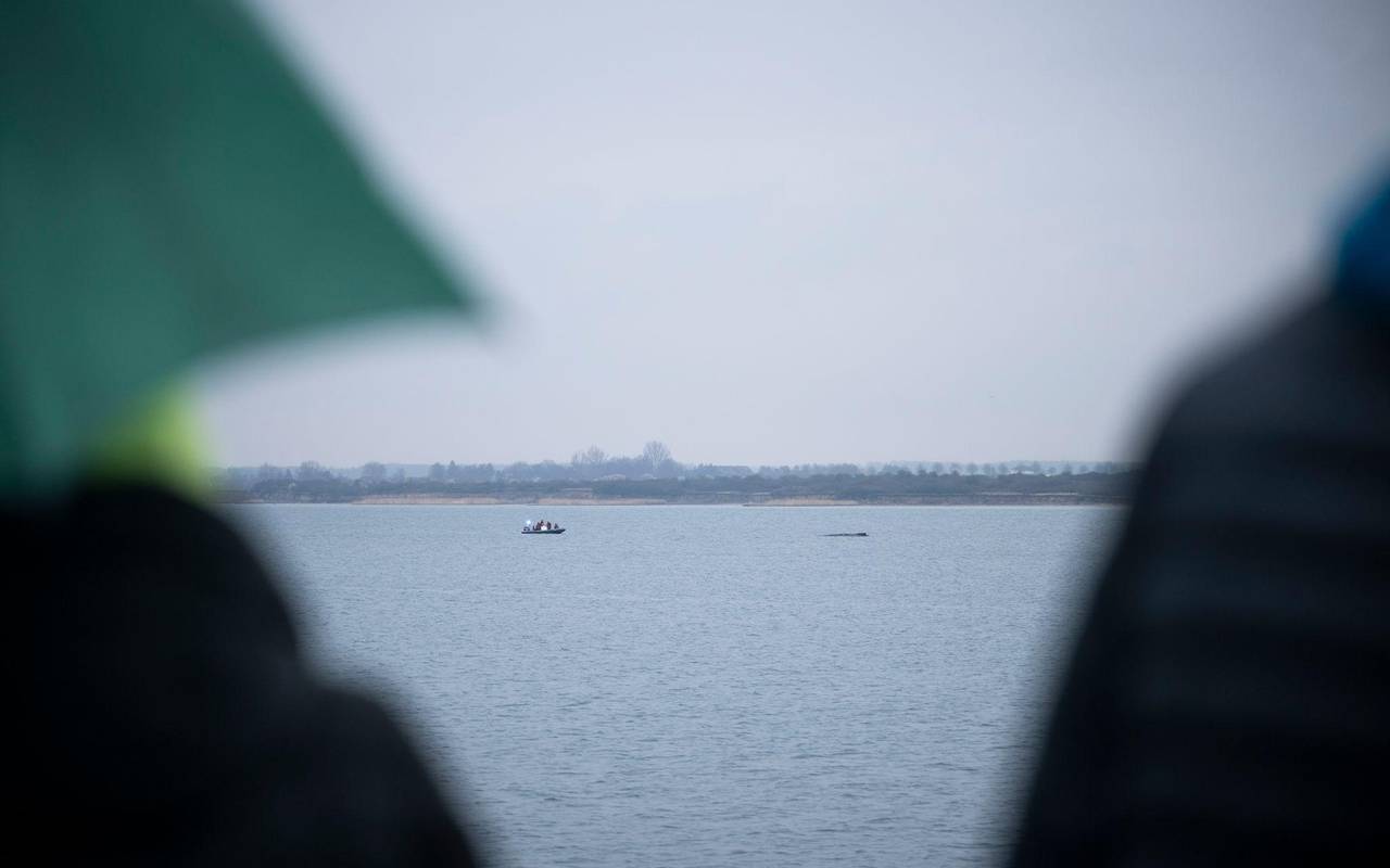 Buckelwal liegt weiterhin in Wismarer Bucht