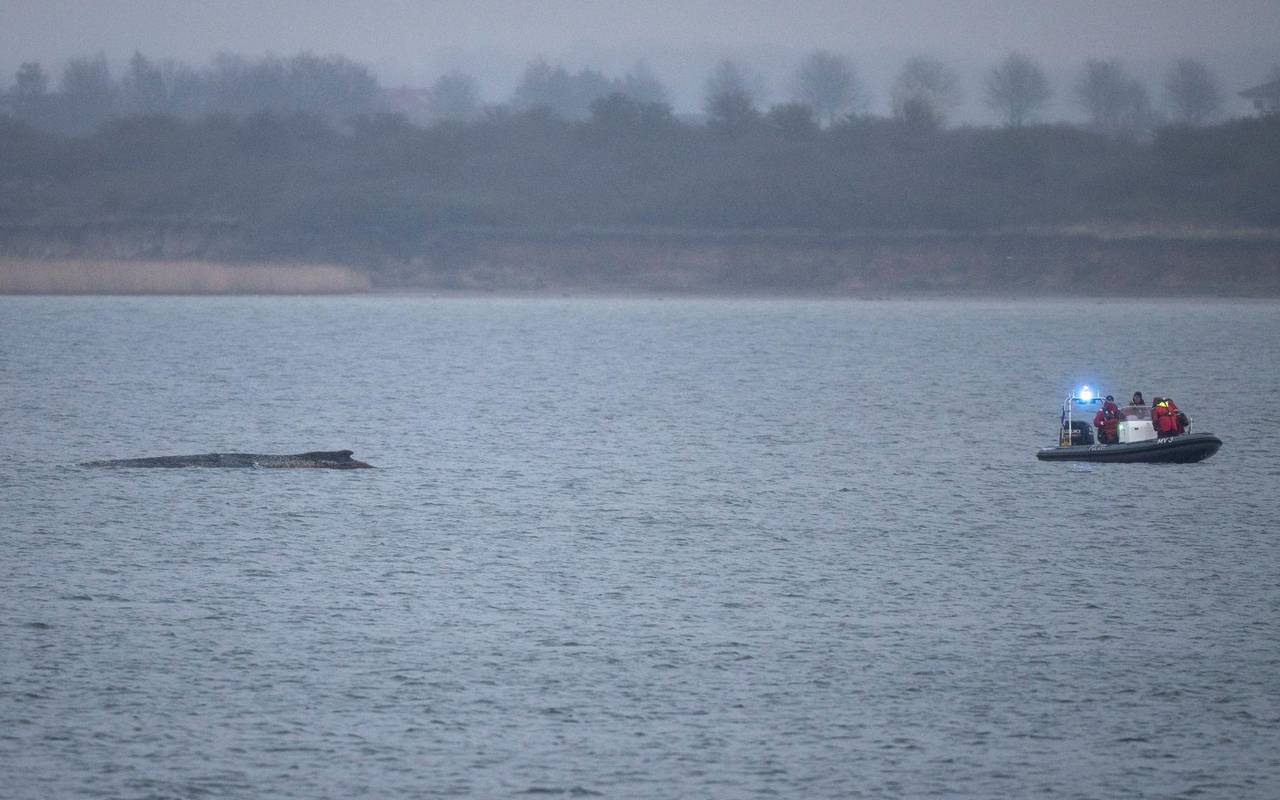 Buckelwal liegt weiterhin in Wismarer Bucht