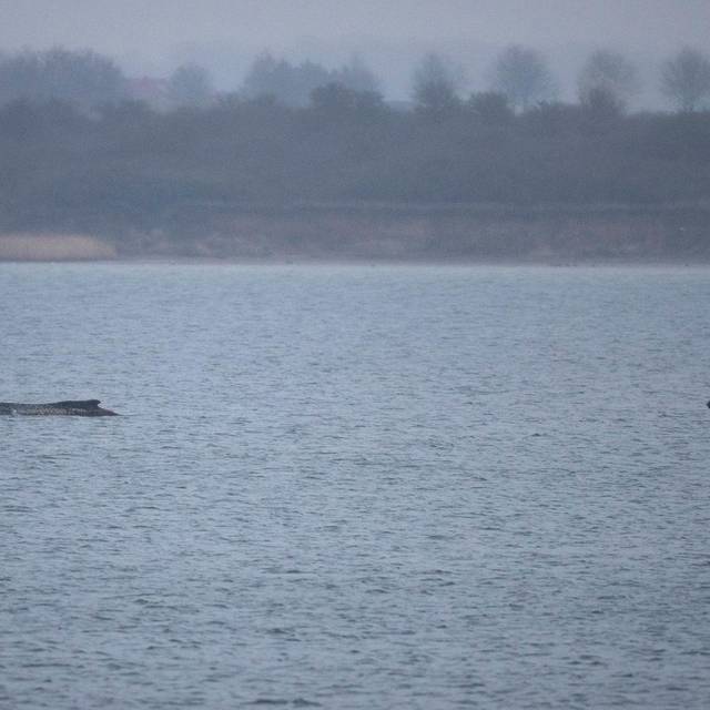 Buckelwal liegt weiterhin in Wismarer Bucht