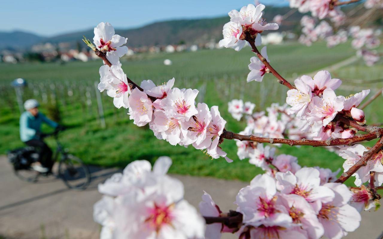 Mandelblüte - März-Bilanz DWD