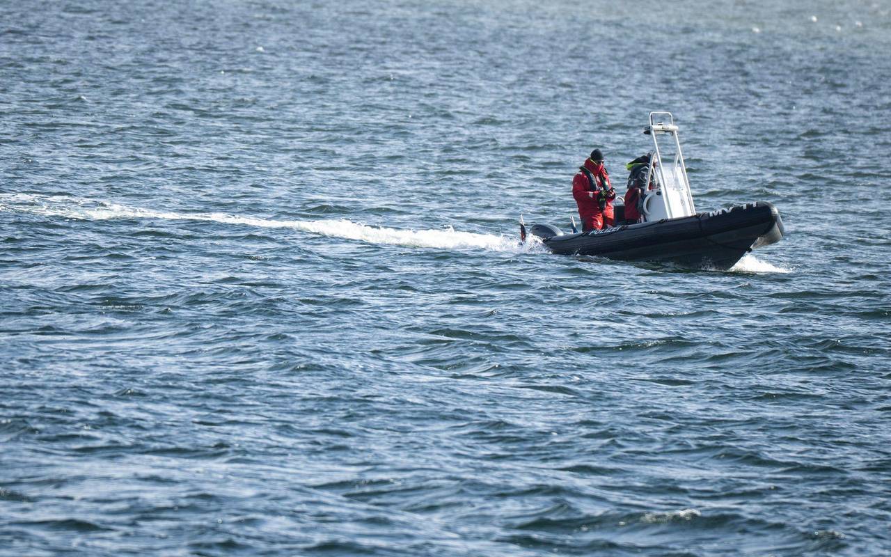 Buckelwal liegt weiterhin in Wismarer Bucht