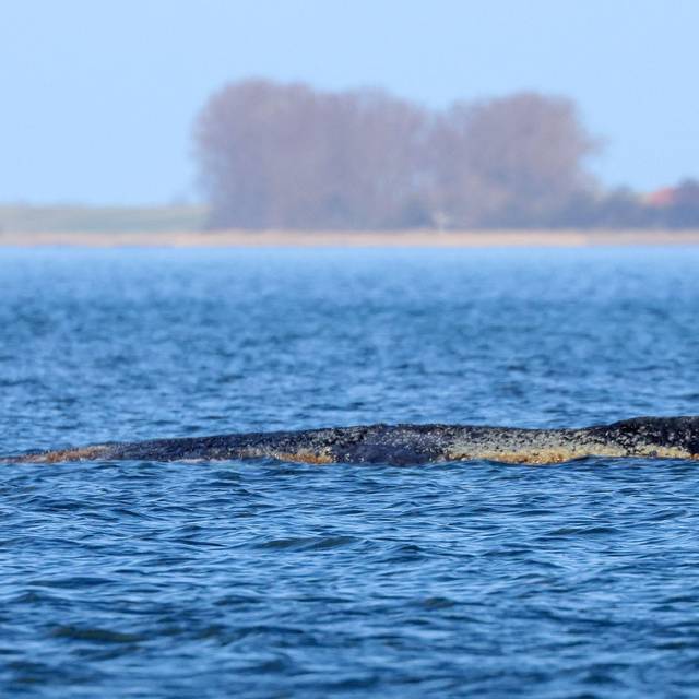 Buckelwal liegt weiter in Wismarbucht