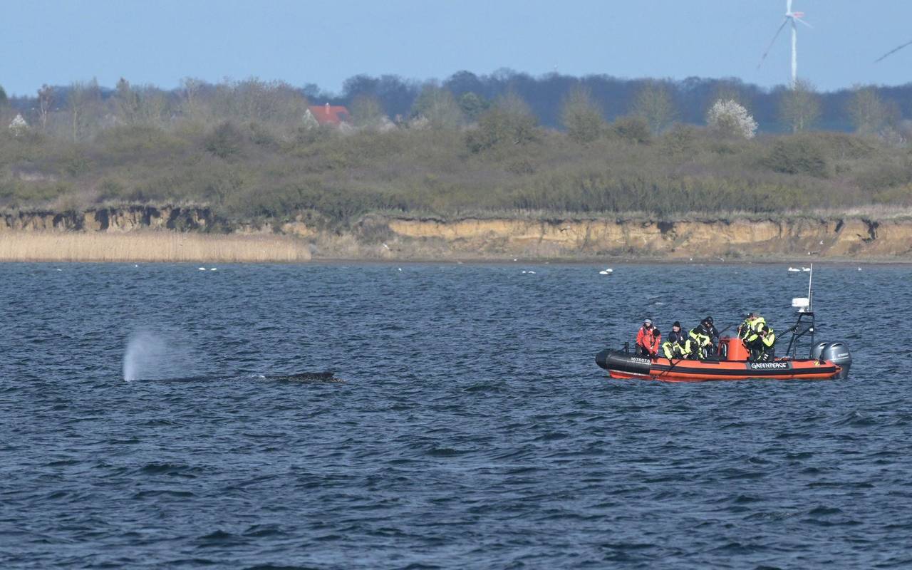 Buckelwal in Wismarer Bucht
