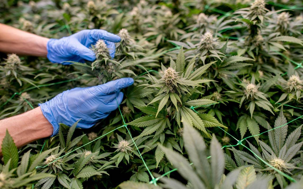 Cannabis Social Club Ganderkesee