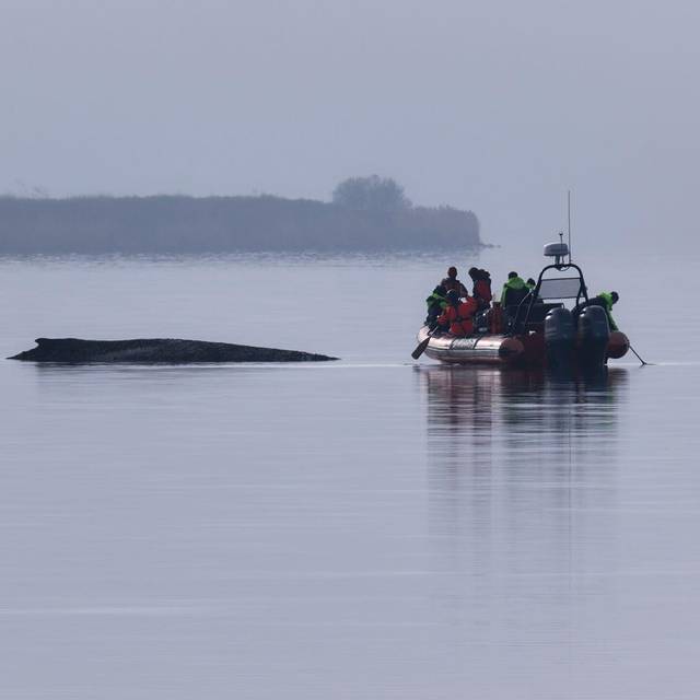 Buckelwal sitzt vor Insel Poel fest