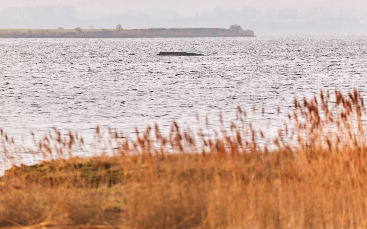 Buckelwal sitzt weiterhin vor Insel Poel fest