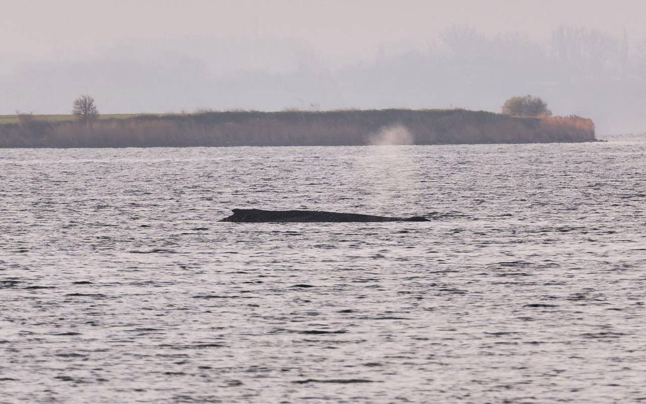 Buckelwal sitzt weiterhin vor Insel Poel fest