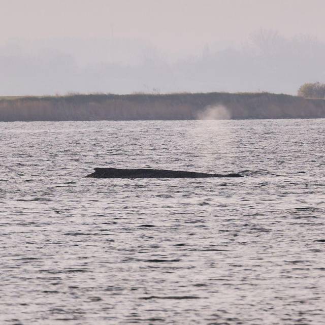 Buckelwal sitzt weiterhin vor Insel Poel fest