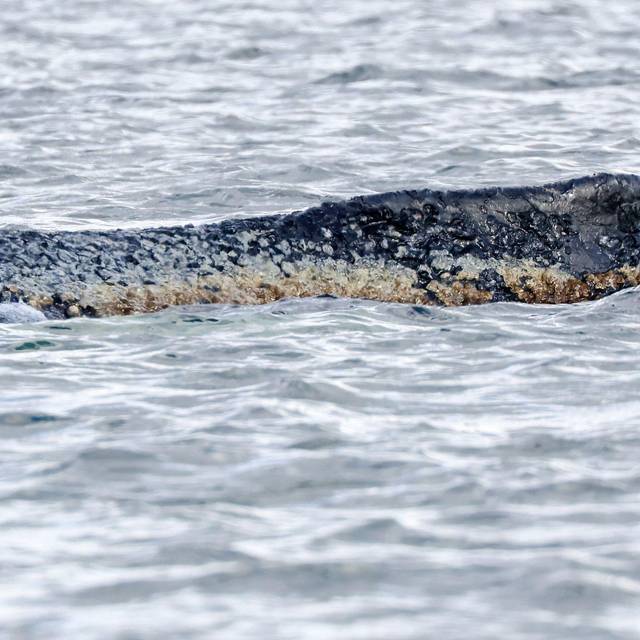 Buckelwal liegt weiter in Wismarbucht