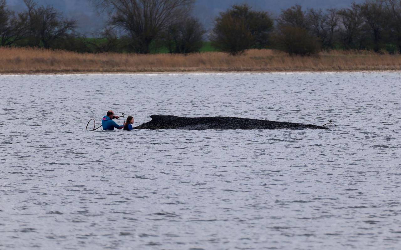 Buckelwal liegt weiter in Wismarbucht