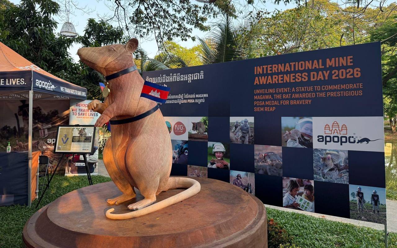 Statue für weltbekannte Minensuch-Ratte Magawa