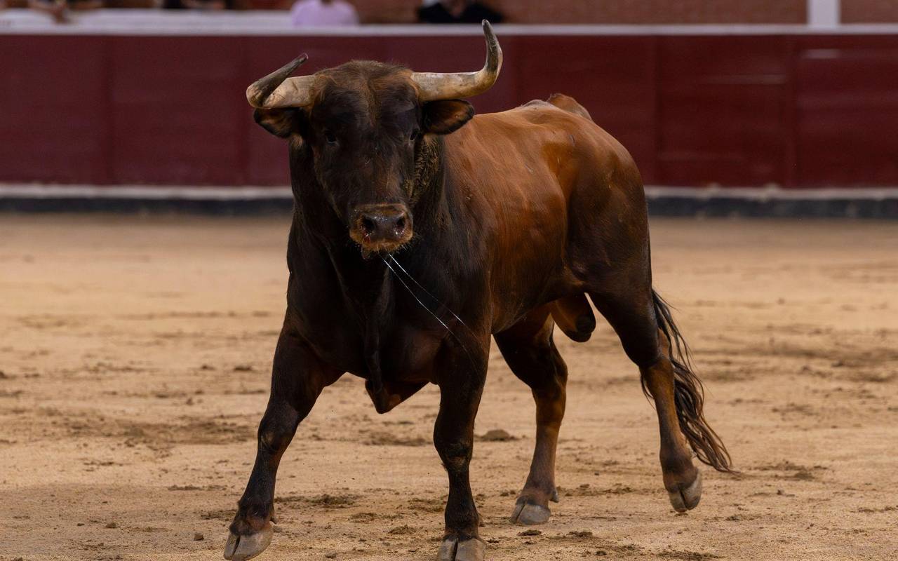 Stierkampf in Spanien