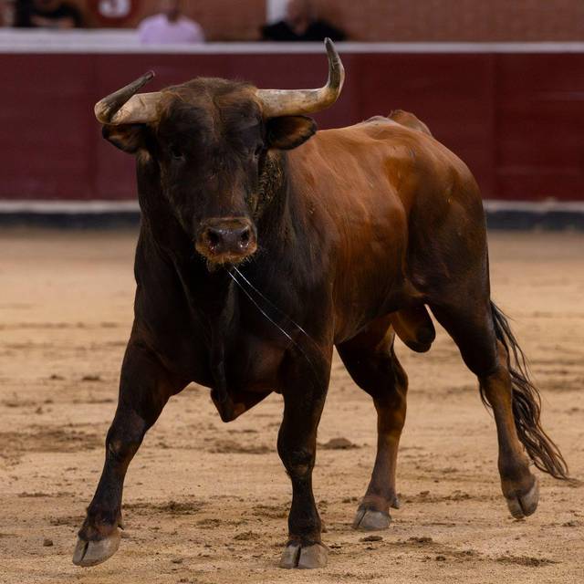 Stierkampf in Spanien