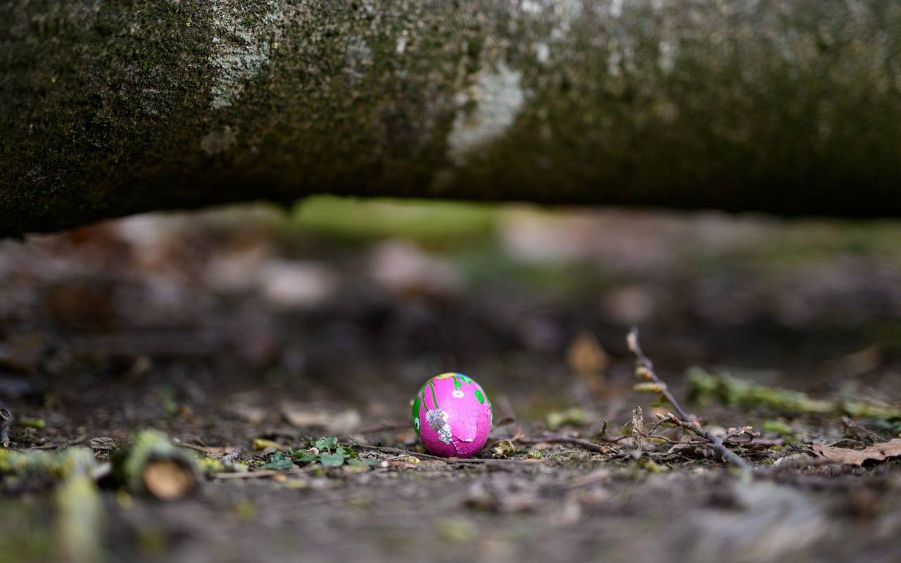 Baum umgestürzt - Drei Tote bei Flensburg