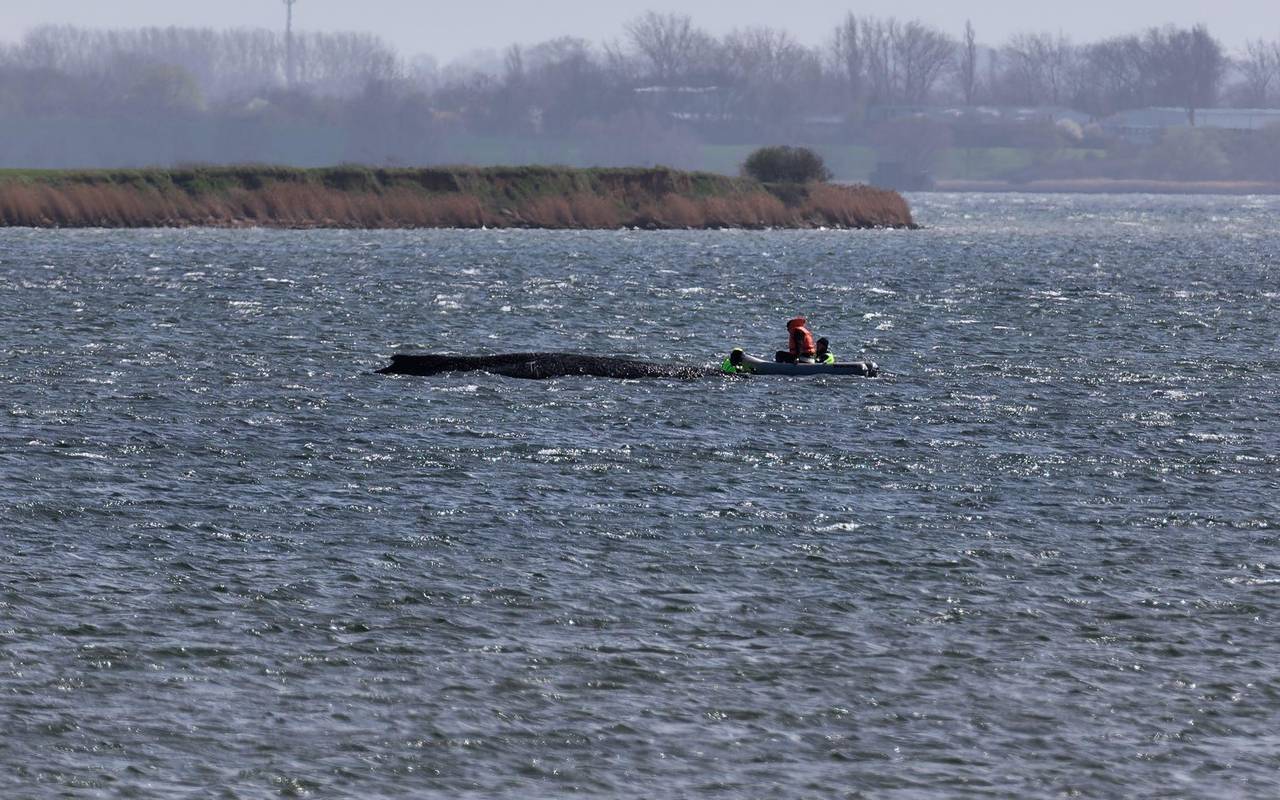 Buckelwal liegt weiter in Wismarbucht