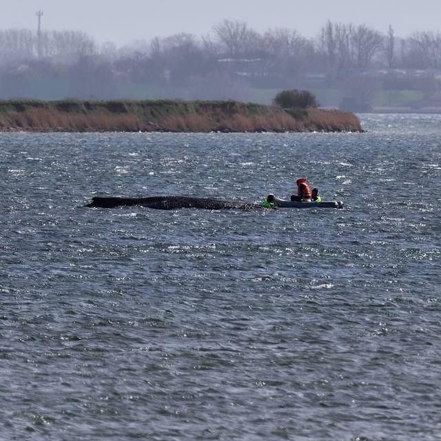 Buckelwal liegt weiter in Wismarbucht