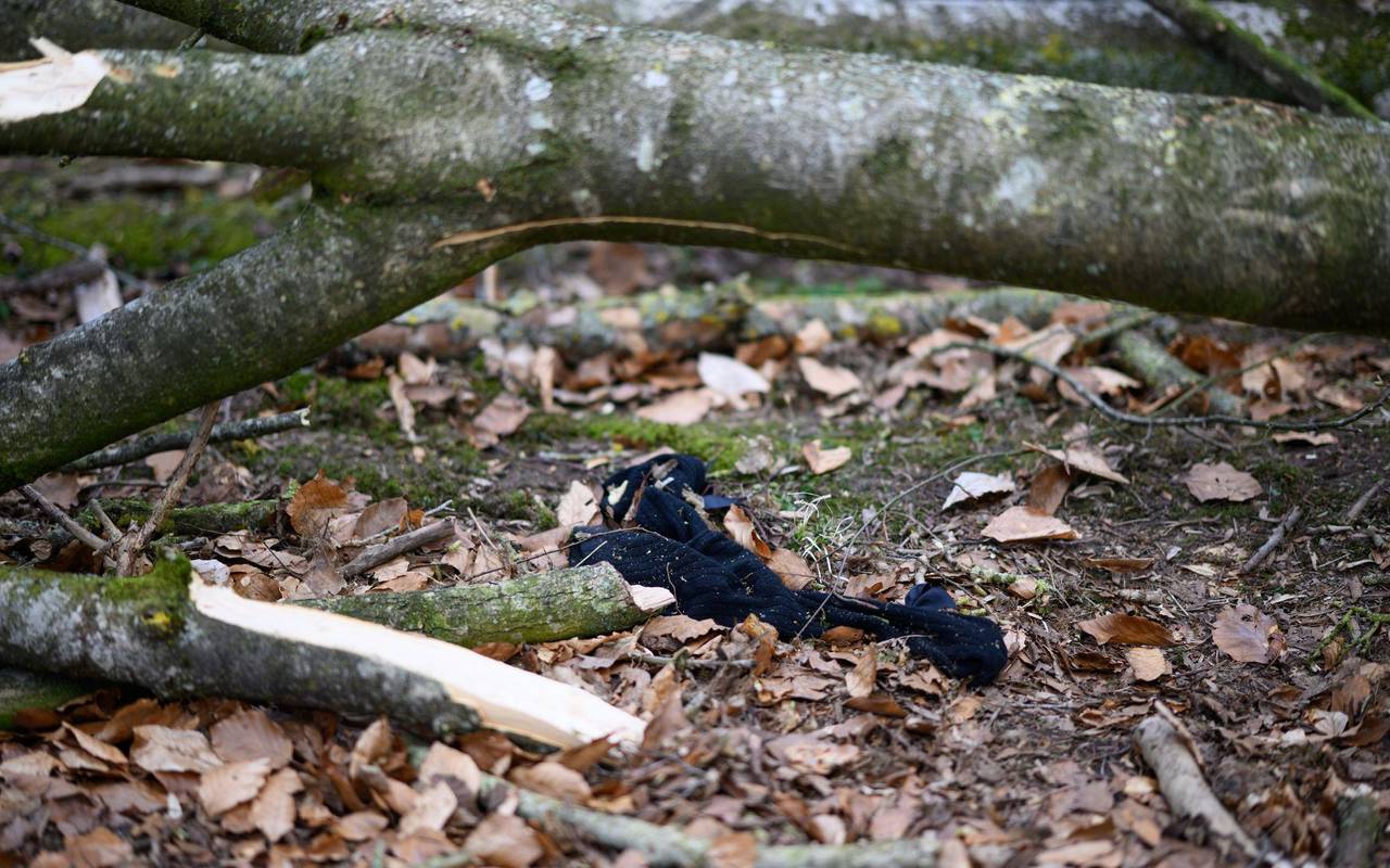 Baum umgestürzt - Drei Tote bei Flensburg