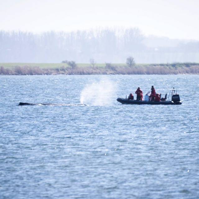 Buckelwal liegt weiter in Wismarer Bucht