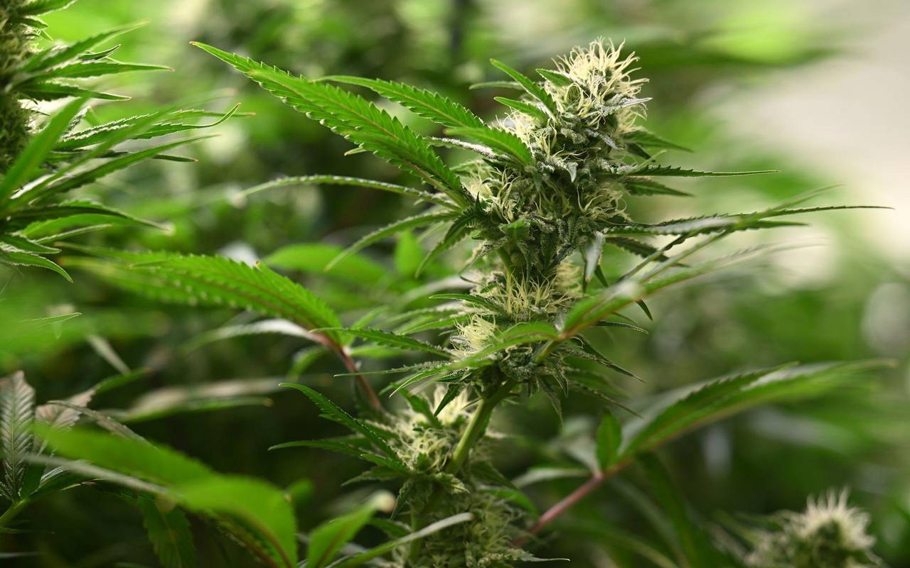 Cannabis-Anbau