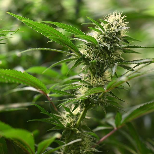 Cannabis-Anbau