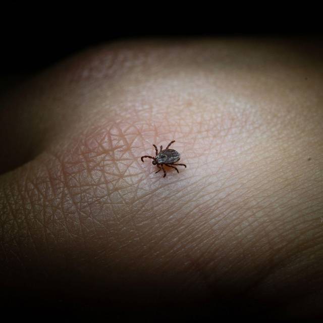 Eine Buntzecke auf einer Hand