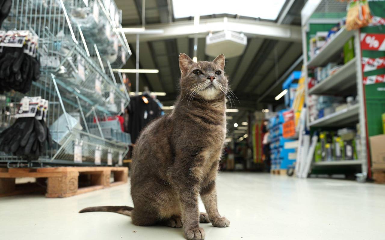 Katze "Lotti" lebt in Baumarkt